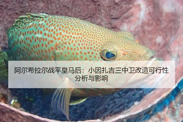 阿尔希拉尔战平皇马后：小因扎吉三中卫改造可行性分析与影响
